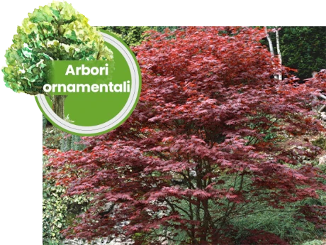 Arbori ornamentali