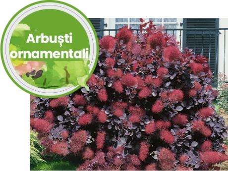 Arbusti ornamentali