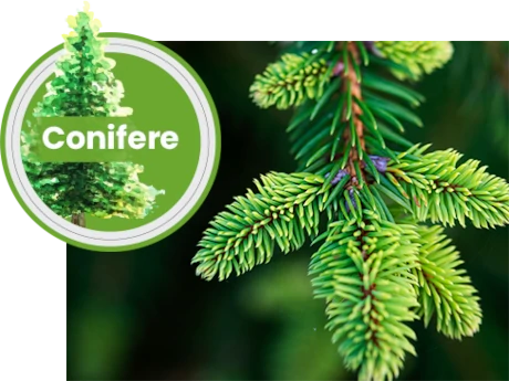 Conifere