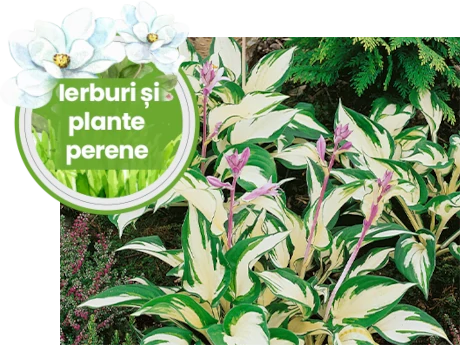 Ierburi si plante perene